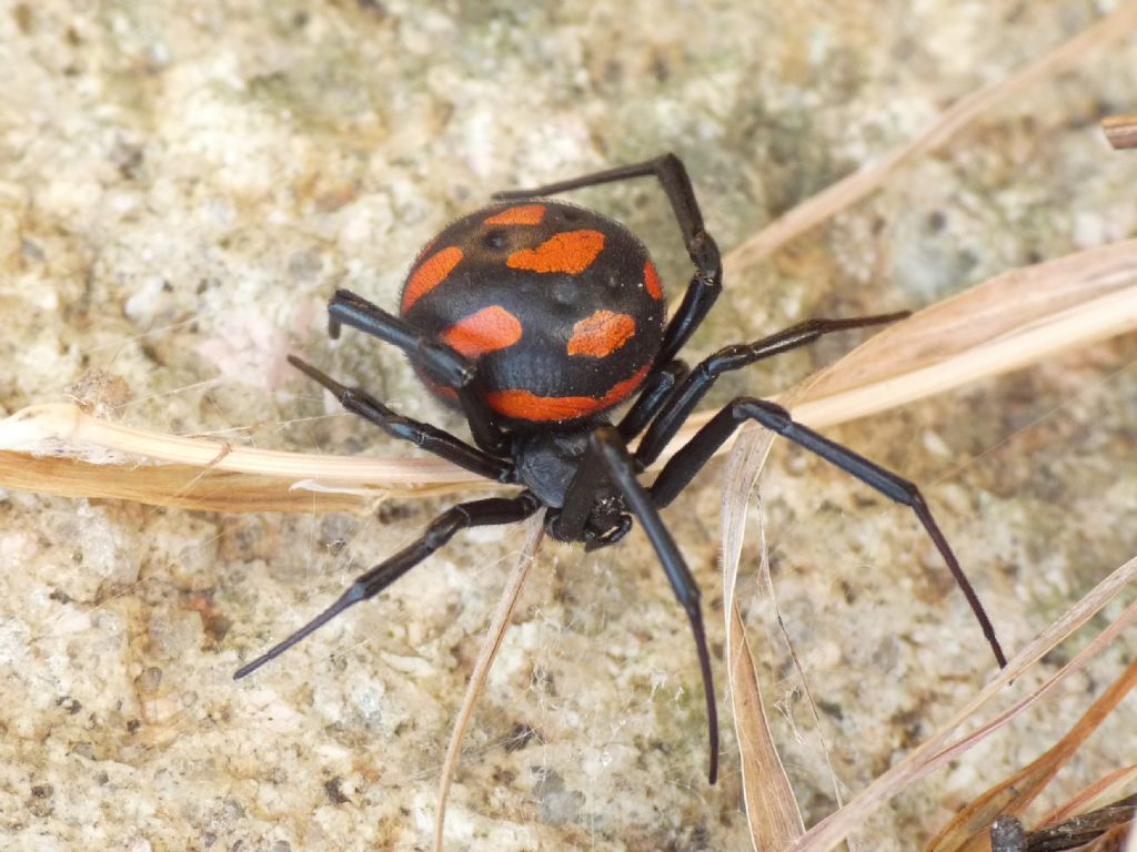 Latrodectus tredecimguttatus - Ceriale (SV)